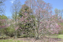 Magnolia 'Galaxy' — photo 7